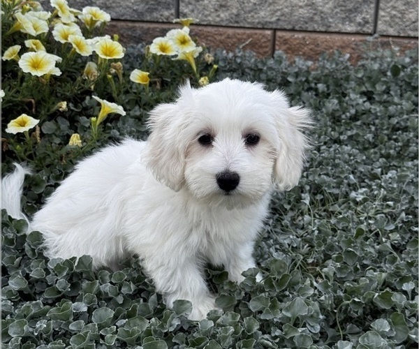 Medium Photo #7 Coton de Tulear Puppy For Sale in CANOGA, NY, USA