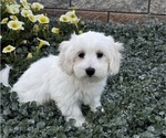 Coco - Female Coton de Tulear Puppy for Sale - Photo #7