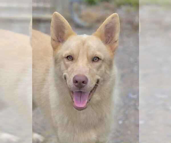 Medium Photo #3 Golden Retriever-Huskies  Mix Puppy For Sale in Crandall, GA, USA