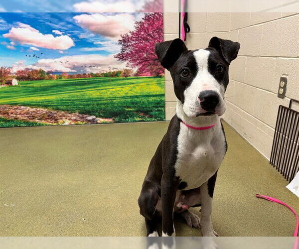 Medium Photo #1 American Pit Bull Terrier-Labrador Retriever Mix Puppy For Sale in Moreno Valley, CA, USA