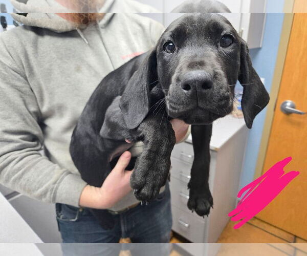 Medium Photo #4 Labrador Retriever-Treeing Walker Coonhound Mix Puppy For Sale in Duluth, MN, USA