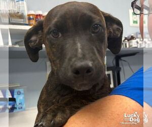 Dachshund-Pointer Mix Dogs for adoption in Washington, DC, USA