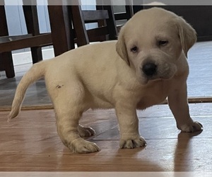 Labrador Retriever Puppy for sale in OSYKA, MS, USA