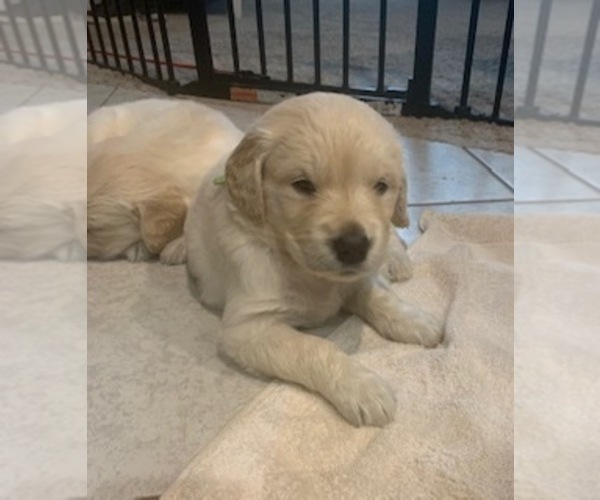 Medium Photo #13 Golden Retriever Puppy For Sale in MELISSA, TX, USA
