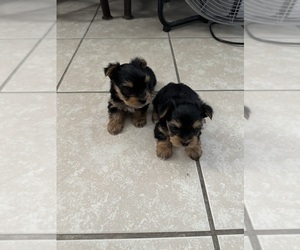 Yorkshire Terrier Litter for sale in ALBUQUERQUE, NM, USA