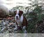 Small Photo #2 Boxer Puppy For Sale in SHIPSHEWANA, IN, USA