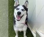 Small #1 Siberian Husky