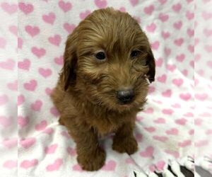 Goldendoodle (Miniature) Puppy for sale in ARCOLA, IL, USA