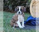 Small #4 Boston Terrier-Cavalier King Charles Spaniel Mix