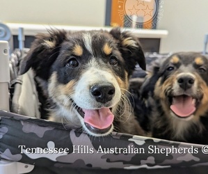 Australian Shepherd Puppy for sale in GEORGETOWN, TN, USA