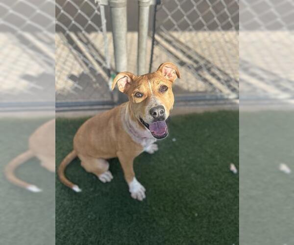 Medium Photo #1 Mutt Puppy For Sale in Chula Vista, CA, USA