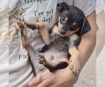 Small #3 Chipin