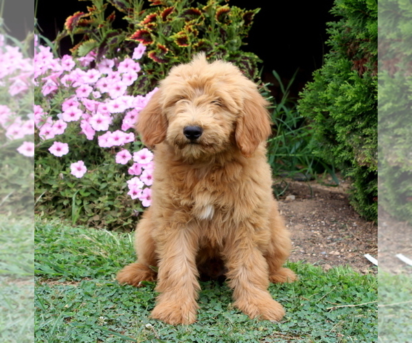 Medium Photo #2 Goldendoodle Puppy For Sale in AIRVILLE, PA, USA