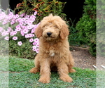 Small Photo #2 Goldendoodle Puppy For Sale in AIRVILLE, PA, USA