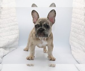 French Bulldog Dog for Adoption in JACKSON, Mississippi USA