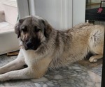 Small Photo #25 Anatolian Shepherd-Great Pyrenees Mix Puppy For Sale in AGOURA HILLS, CA, USA