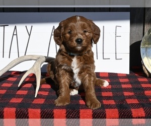Goldendoodle (Miniature) Puppy for sale in MILLERSBURG, OH, USA