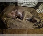 Small Photo #16 Labrador Retriever-Unknown Mix Puppy For Sale in Holly Springs, NC, USA