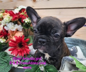 Medium Faux Frenchbo Bulldog