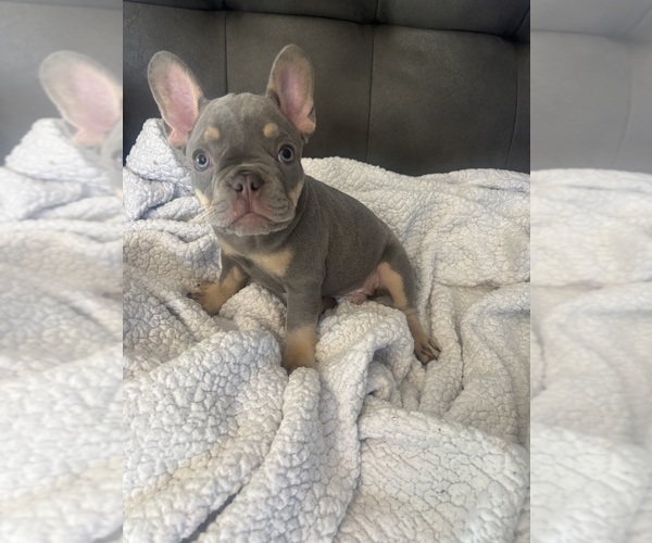 Medium Photo #5 French Bulldog Puppy For Sale in KENT, WA, USA