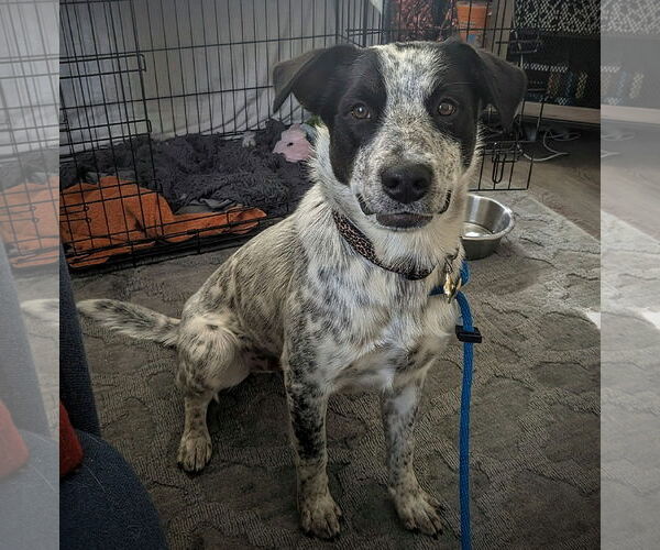 Medium Photo #4 Mutt Puppy For Sale in Sandy, UT, USA