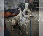 Small #3 Mutt