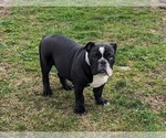 Small Olde English Bulldogge