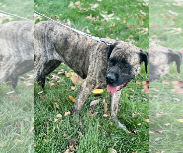 Medium Photo #3 Mastiff Puppy For Sale in Omaha, NE, USA