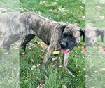 Small #2 Mastiff