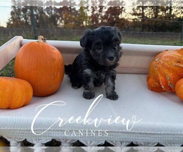 Medium Photo #1 Havanese Puppy For Sale in NIANGUA, MO, USA