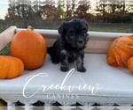 Puppy Dodie Havanese