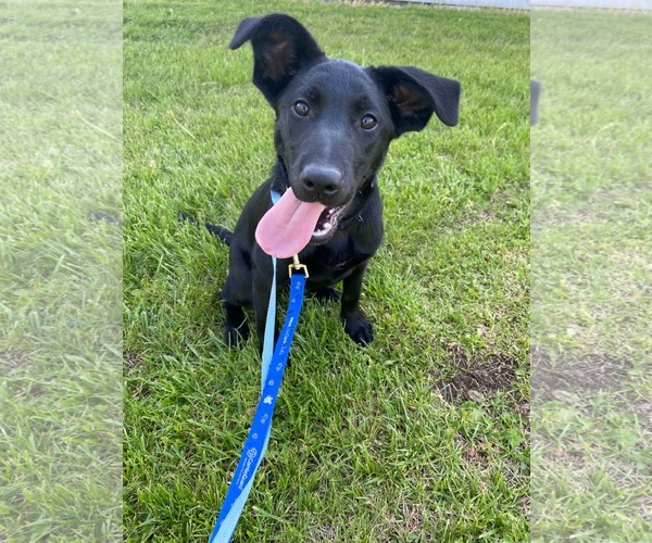 Medium Photo #2 Mutt Puppy For Sale in Pottstown, PA, USA