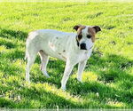 Small #14 American Pit Bull Terrier Mix