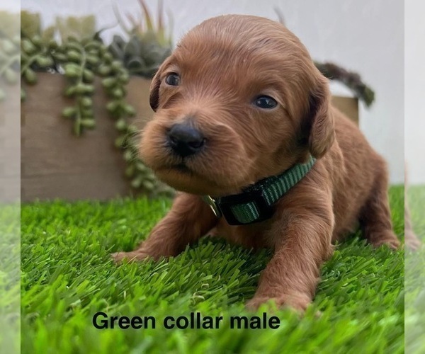 Medium Photo #3 Goldendoodle (Miniature) Puppy For Sale in BAKERSFIELD, CA, USA