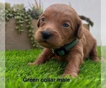 Small #2 Goldendoodle (Miniature)