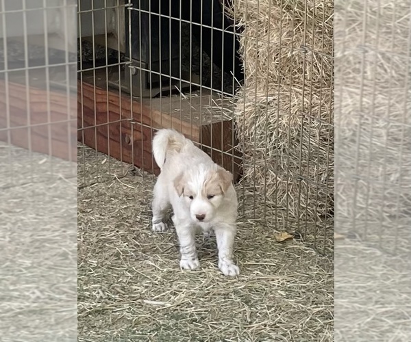 Medium Photo #2 Border Collie Puppy For Sale in WINCHESTER, CA, USA