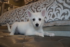 Small Photo #7 Pomsky Puppy For Sale in DRACUT, MA, USA