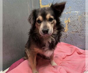 Mutt Dogs for adoption in Stockton, CA, USA