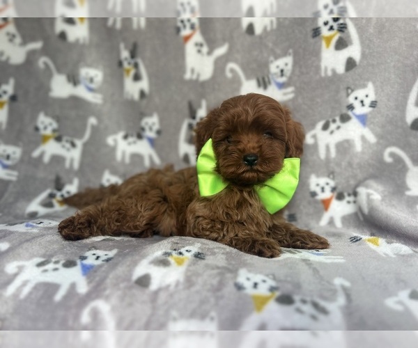 Medium Photo #1 Cavapoo Puppy For Sale in LAKELAND, FL, USA