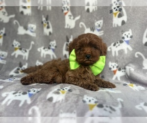 Cavapoo Puppy for sale in LAKELAND, FL, USA