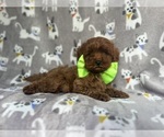 Small Cavapoo