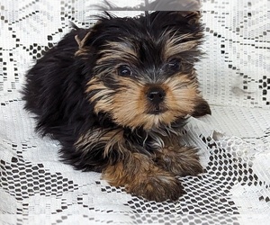 Yorkshire Terrier Puppy for sale in REINHOLDS, PA, USA