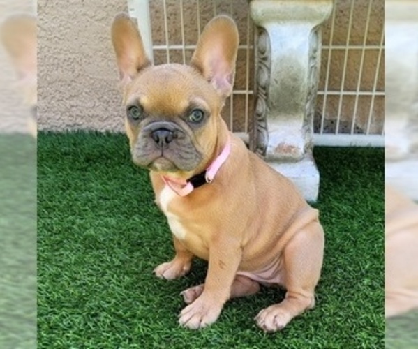 Medium Photo #1 French Bulldog Puppy For Sale in LAS VEGAS, NV, USA