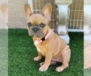 French Bulldog Puppy for sale in LAS VEGAS, NV, USA