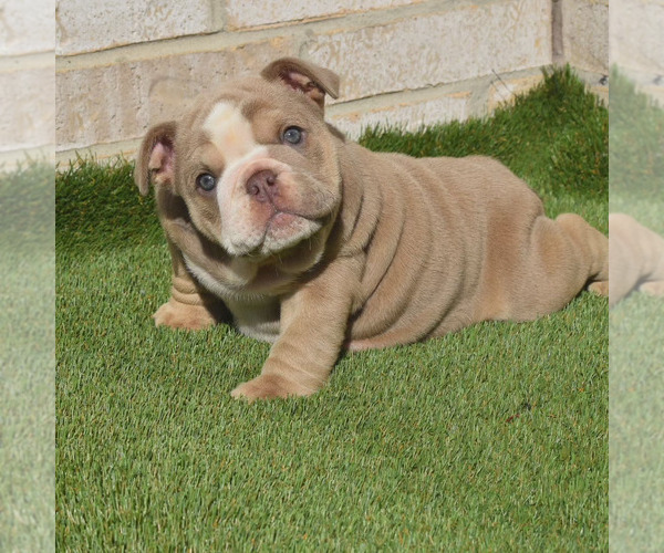 Medium Photo #1 Bulldog Puppy For Sale in BAYTOWN, TX, USA