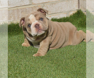 Bulldog Puppy for Sale in BAYTOWN, Texas USA