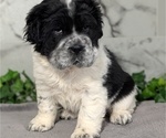 Small #8 Cocker-Pei