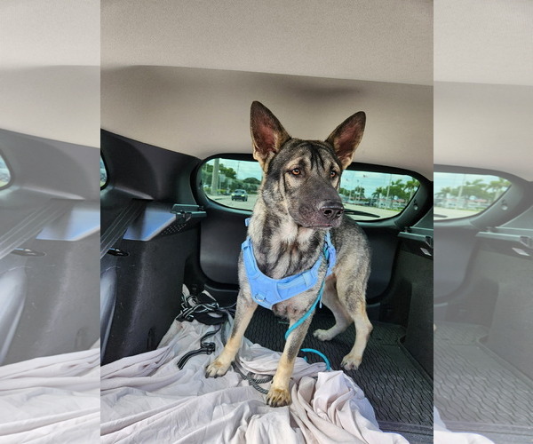 Medium Photo #4 German Shepherd Dog Puppy For Sale in Plantation, FL, USA