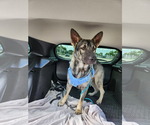 Small #3 German Shepherd Dog