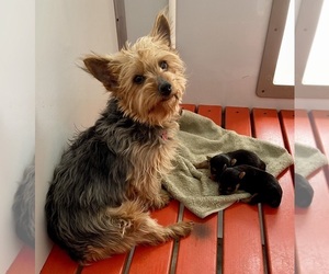 Mother of the Yorkshire Terrier puppies born on 01/11/2026
